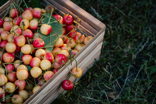 Ripe cherries in the wooden box on the grass in the summer orchard. Summer harvesting concept.