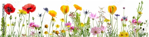 Vibrant collection of various flowers isolated against a white backdrop, showcasing natural beauty and diversity.