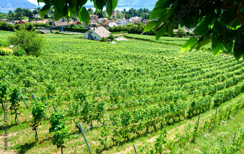 Lavaux vineyard in summer, Switzerland	