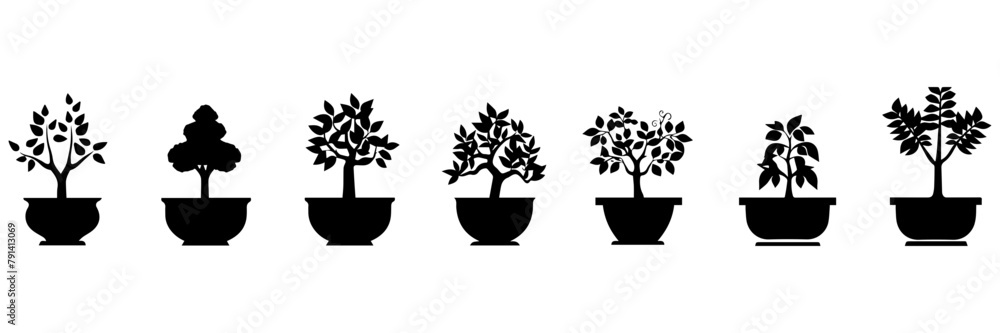 flower in pots flower in pots