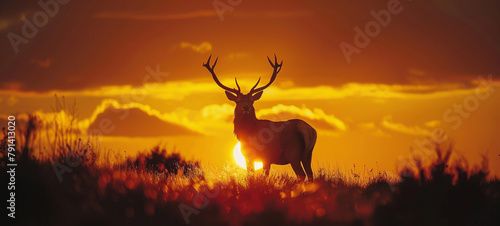 A deer stands in a field of grass at sunset.