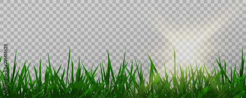 Grass border, vector illustration. Vector grass, lawn. Grass png, lawn png. Green grass with sun glare.	
 photo