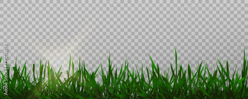 Grass border, vector illustration. Vector grass, lawn. Grass png, lawn png. Green grass with sun glare.	 photo