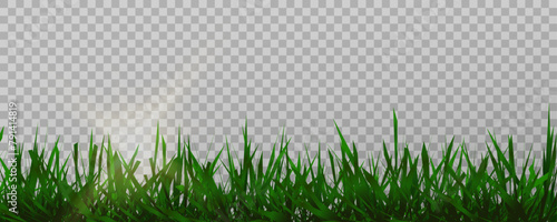 Grass border, vector illustration. Vector grass, lawn. Grass png, lawn png. Green grass with sun glare.	