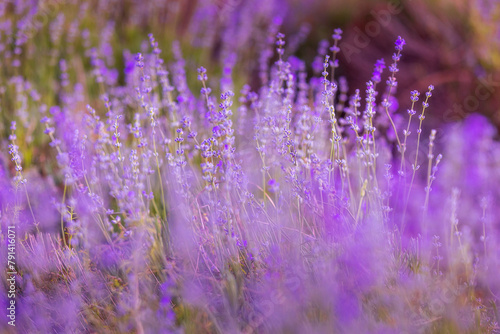 Purple lavender field close-up