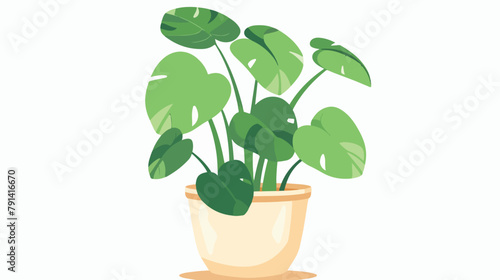 Foliage houseplant in pot. House plant with leaves green