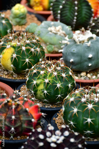 Discocactus spp., Gymnocalycium hybrid variegated and Lophophora spp. in outdoor cactus farm. photo