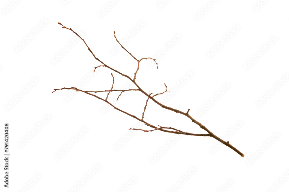 Fototapeta premium tree branch isolated on white background