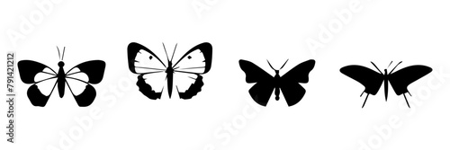black and white insect