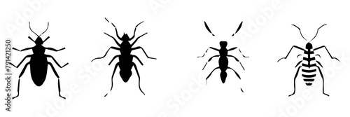 illustration of insect