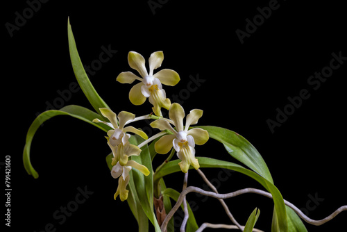 Closeup view of vanda denisoniana epiphytic orchid species blooming with yellow and white flowers isolated on black background