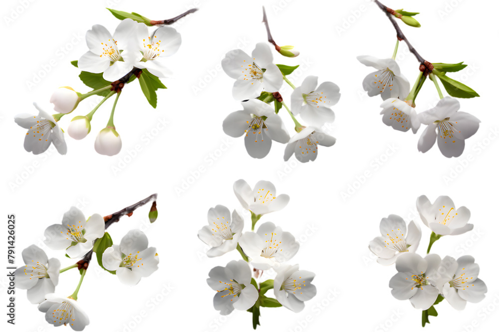 Fototapeta premium White flowers cherry blossom isolated on transparent background