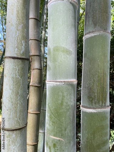 natural abstract background bamboo trunks