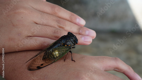 Cicada fly on the hand