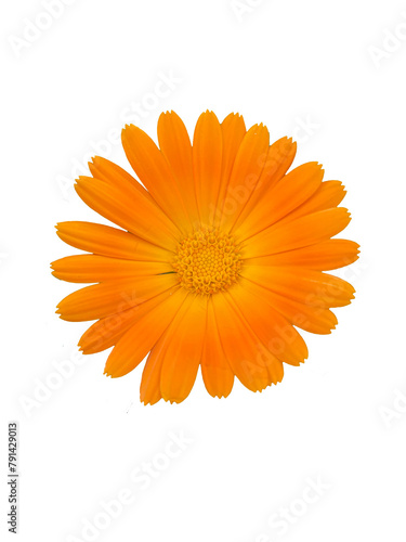  orange chamomile on white background