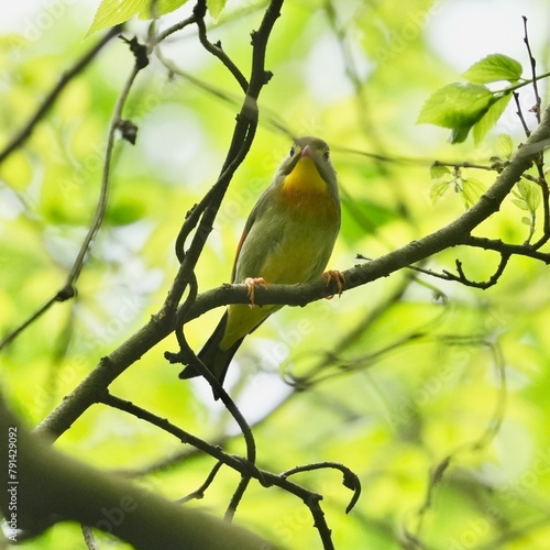 red billed leiothrix in a forest photo