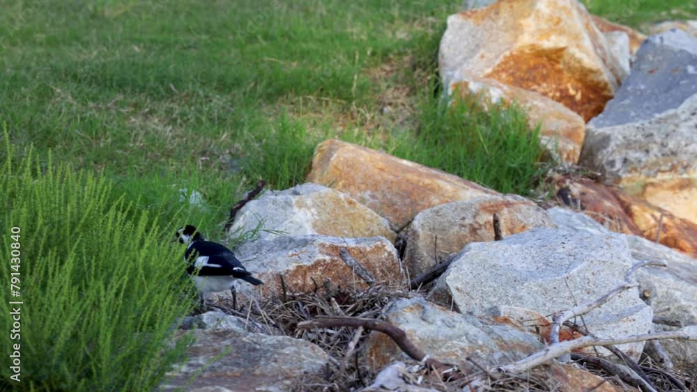 Magpie Lark Foraging on Rocks Magpie Lark Foraging on Rocks
