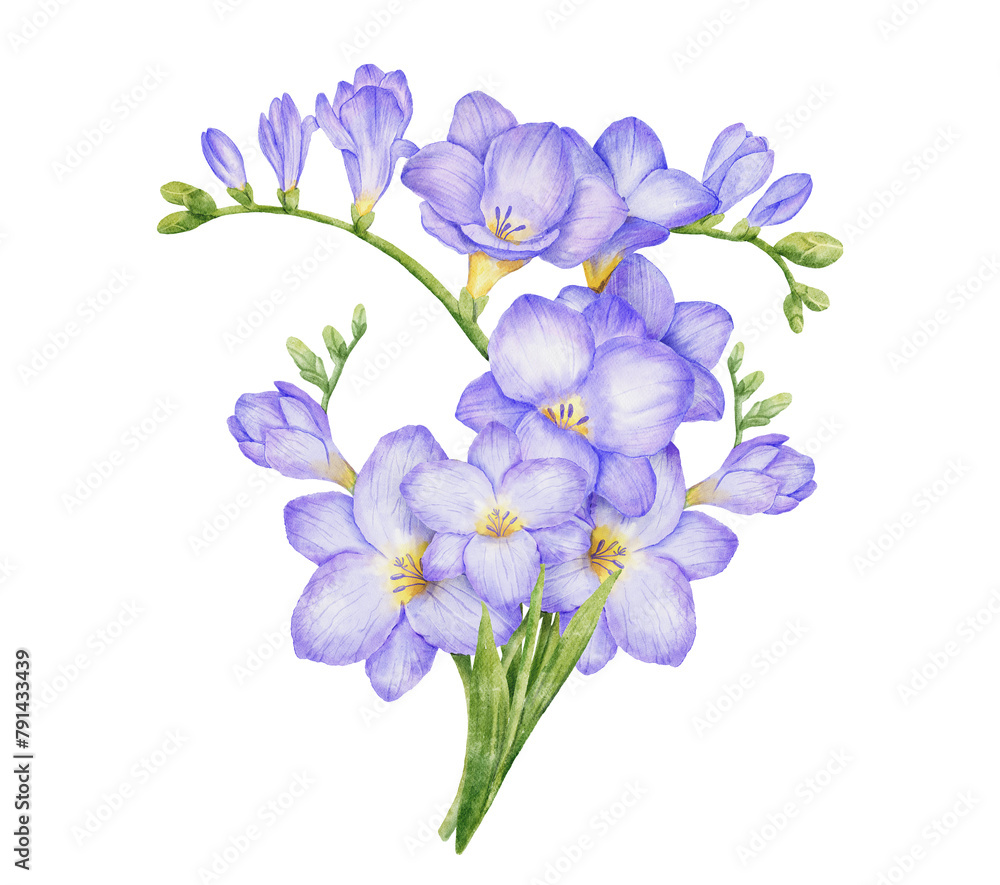 Watercolor violet freesia bouquet. Hand drawn color isolated illustration. Blue flowers