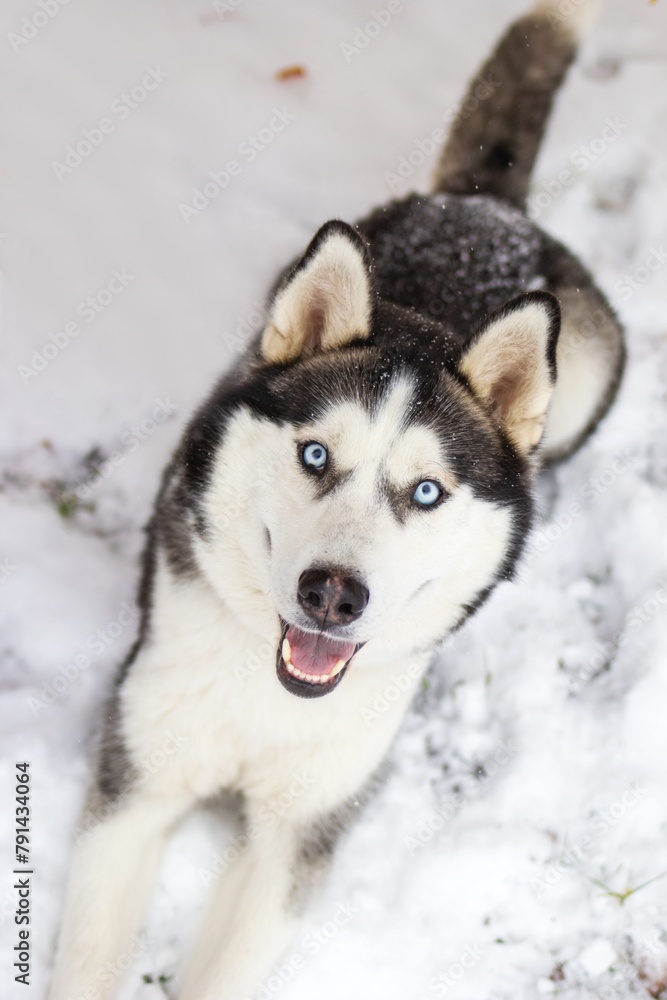 Beautiful Siberian Husky Dog with Blue Eyes in Snowy Setting, Happy and Playful Expression Captured