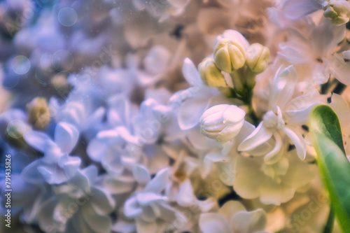 Flieder - Ecology - Fr  hling - Springtime- Spring - Background - Concept - Blooming - Flower - Bloom - Green - Wonderful - High quality photo