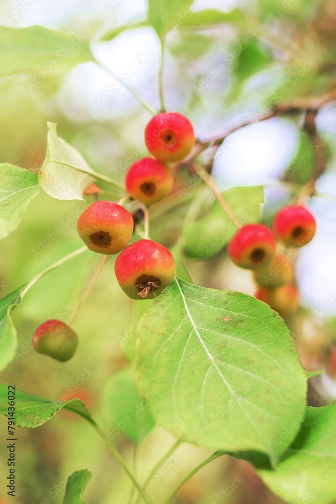 Red crab apples hanging on a tree branch with green leaves in the background Red crab apples hanging on a tree branch with green leaves in the background
