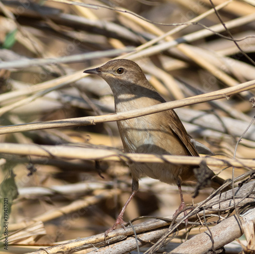 Savi's warbler, Locustella luscinioides An early morning bird sits on a reed stalk on the river bank