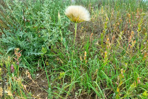 Seagrass meadows on sandy coastal vegetated dune. Achenium, pappus with feathers of Noonflower (Tragopogon pratensis). Snails in state of summer hibernation (Brephulopsis, Chondrula). Black Sea North photo