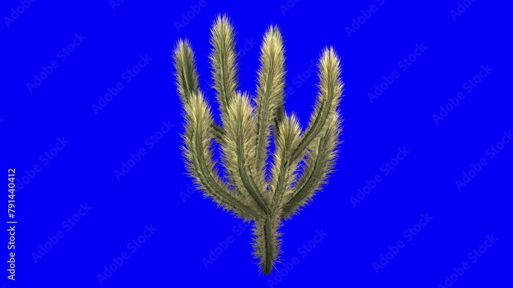 3D cholla cactus with wind effect on blue screen 3D animation. You can easily key out (remove) the blue screen with just one click using any video editor. 3D cholla cactus with wind effect on blue screen 3D animation. You can easily key out (remove) the blue screen with just one click using any video editor.