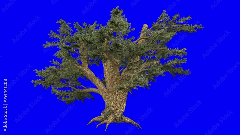 3D cedar of lebanon with wind effect on blue screen 3D animation. You ...