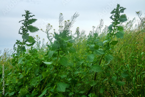 Heavily polluted organic soils. Manured fallow earth, fertilized meadow. Cruciferous (bittercress (Barbarea) and nettle. Burning nettle (Urtica urens) in front. Northern Black Sea region photo