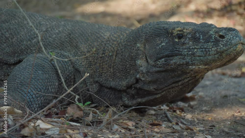 Close-up of Komodo dragon motionless on ground. Handheld footage Close-up of Komodo dragon motionless on ground. Handheld footage