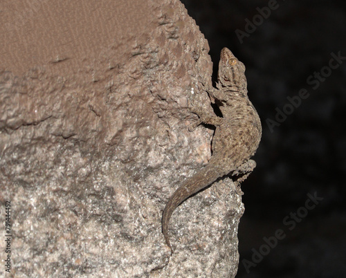 Ringed wall gecko (tarentola annularis) lizard on the stone near Aswan, Egypt photo