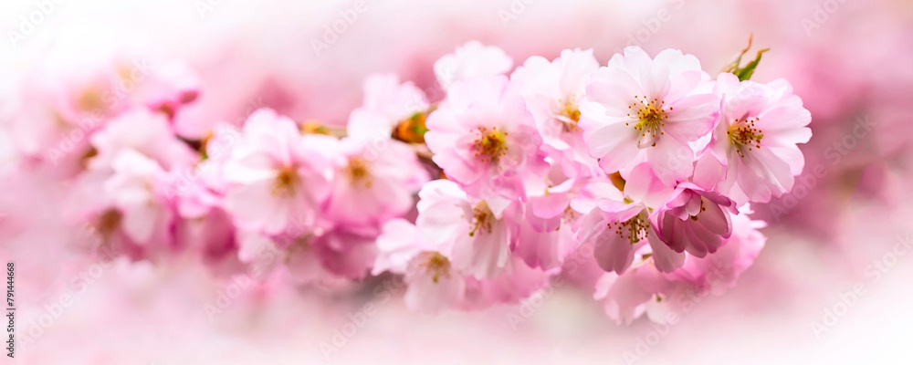 banner, pink cherry blossom, sakura flowers