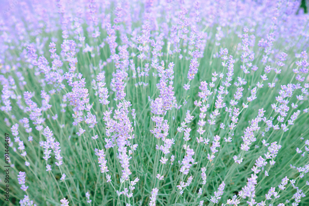 Obraz premium Blooming lavender. Soft focus. Blurred background.