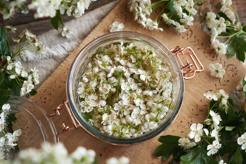 A jar filled with fresh hawthorn flowers and alcohol, to prepare homemade herbal tincture photo