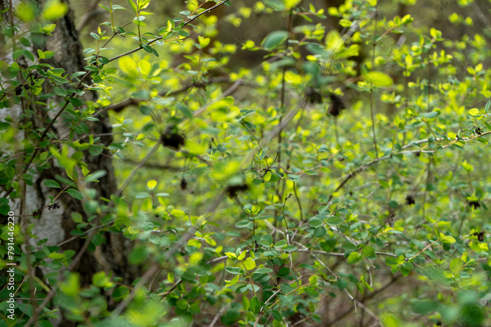 Nature's Tapestry: Plants as the Scenic Backdrop