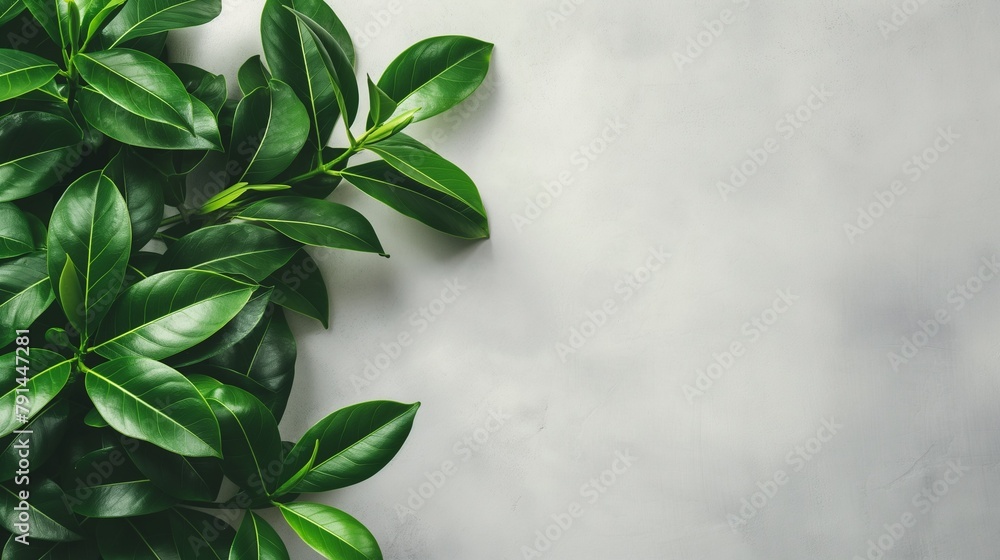 A Close-up Of A Green Leaf On A Concrete Wall.