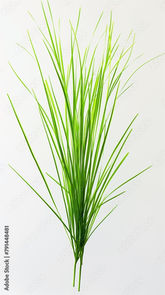 A Green Grass Isolated On White Background.
