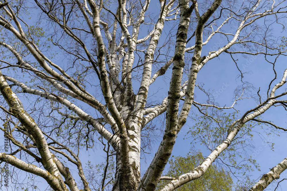 cloudy weather and birch trees with young foliage cloudy weather and birch trees with young foliage