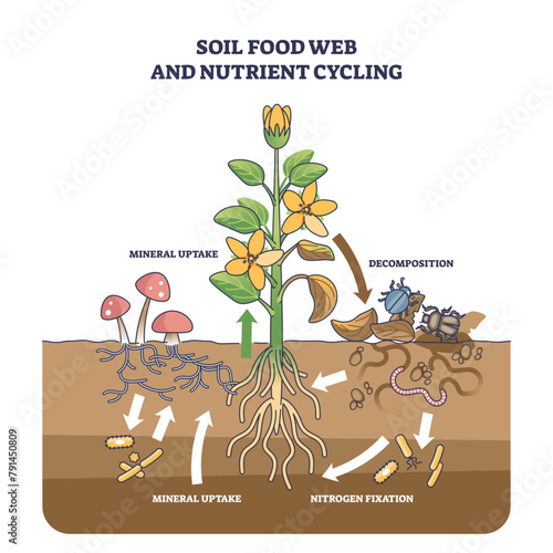Soil food web and nutrient cycling as plant biological cycle outline diagram, transparent background. Labeled educational scheme with old leaves decomposition, nitrogen fixation.