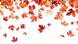 Falling Leaves. Autumn Maple Leaves Falling on White Background Collection