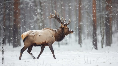 Woods Snow. Wild Elk in Winter Forest, Norway. Snowy Meadow Wildlife Scene