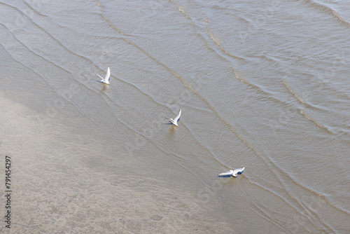 川で餌を探す3羽の白い鳥