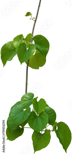 Vine plant, Branch creeper leaf green, Liana tropical nature. © Ammak