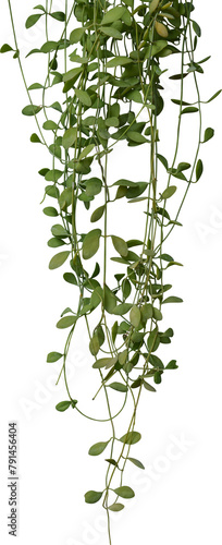 Plant ivy vines hanging, Succulent plants climbing. © Ammak