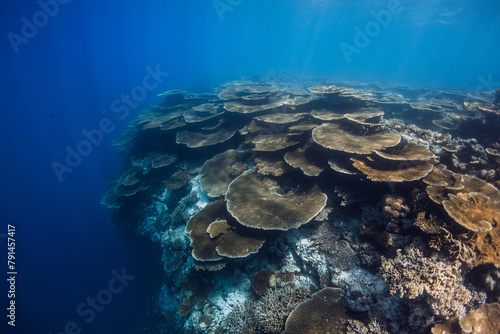 Tropical coral reef underwater in blue ocean. Coral garden