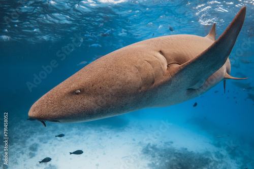 Photography Nurse shark swims close up underwater in blue ocean.