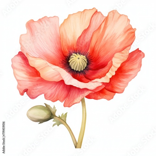 Soft watercolor drawing of a cute poppy flower  white background  isolated on white  nursery art