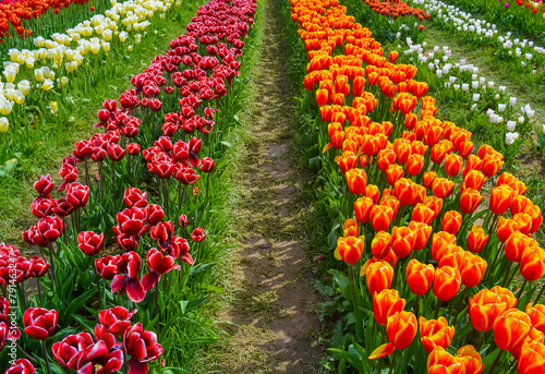 Two rows of flowers on a tulip field. Tulip of the Triumf variety in burgundy color and tulip of the Orange Bowl variety in red-orange color photo