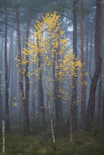 Fototapeta Naklejka Na Ścianę i Meble -  jesienna brzoza